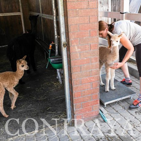 coniraya Zwierzęta które niosą spokój 2