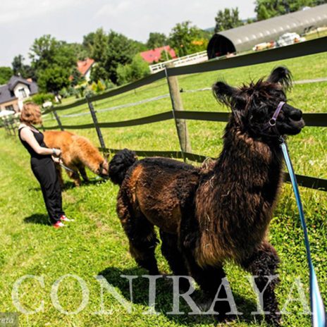 coniraya Zwierzęta które niosą spokój 30
