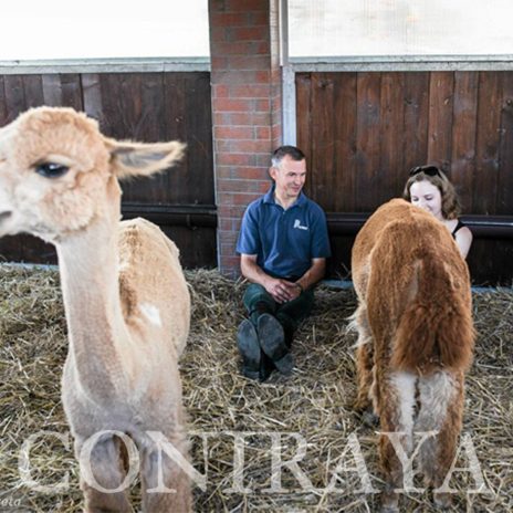 coniraya Zwierzęta które niosą spokój 32