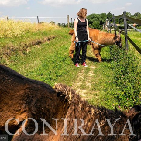 coniraya Zwierzęta które niosą spokój 33