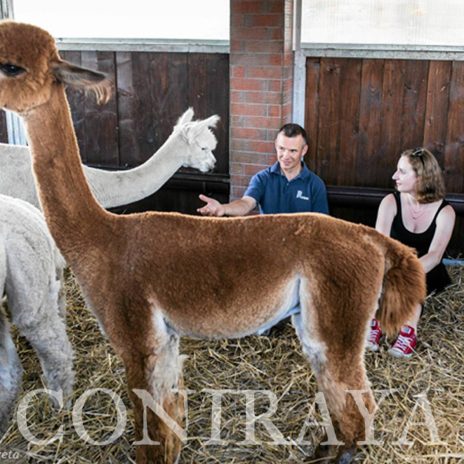 coniraya Zwierzęta które niosą spokój 34