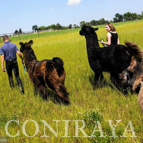 coniraya Zwierzęta które niosą spokój 35