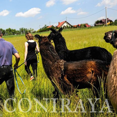 coniraya Zwierzęta które niosą spokój 36