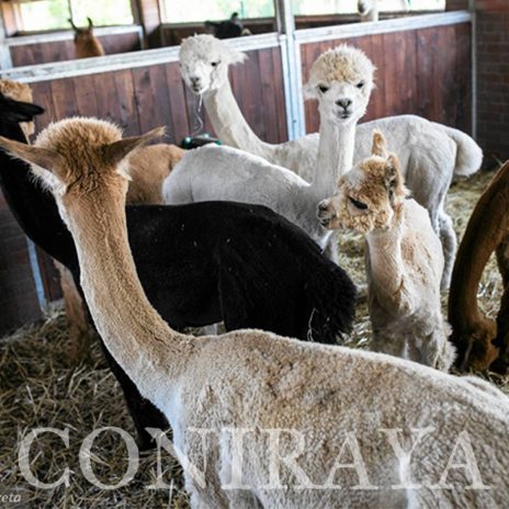 coniraya Zwierzęta które niosą spokój 37