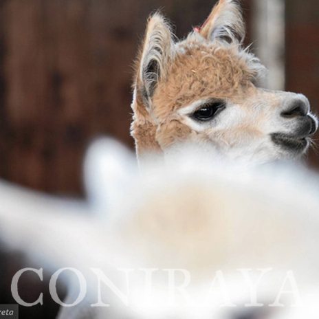 coniraya Zwierzęta które niosą spokój 3