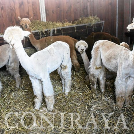 coniraya Zwierzęta które niosą spokój 4