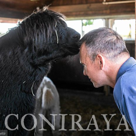coniraya Zwierzęta które niosą spokój 5