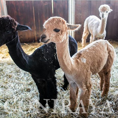 coniraya Zwierzęta które niosą spokój 7