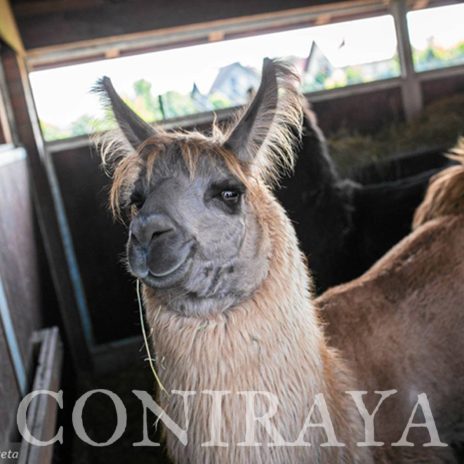 coniraya Zwierzęta które niosą spokój 8