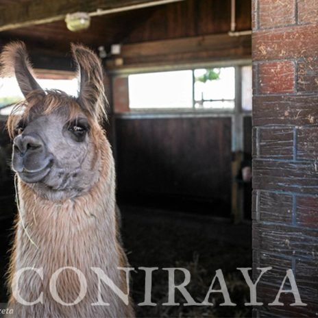 coniraya Zwierzęta które niosą spokój 9