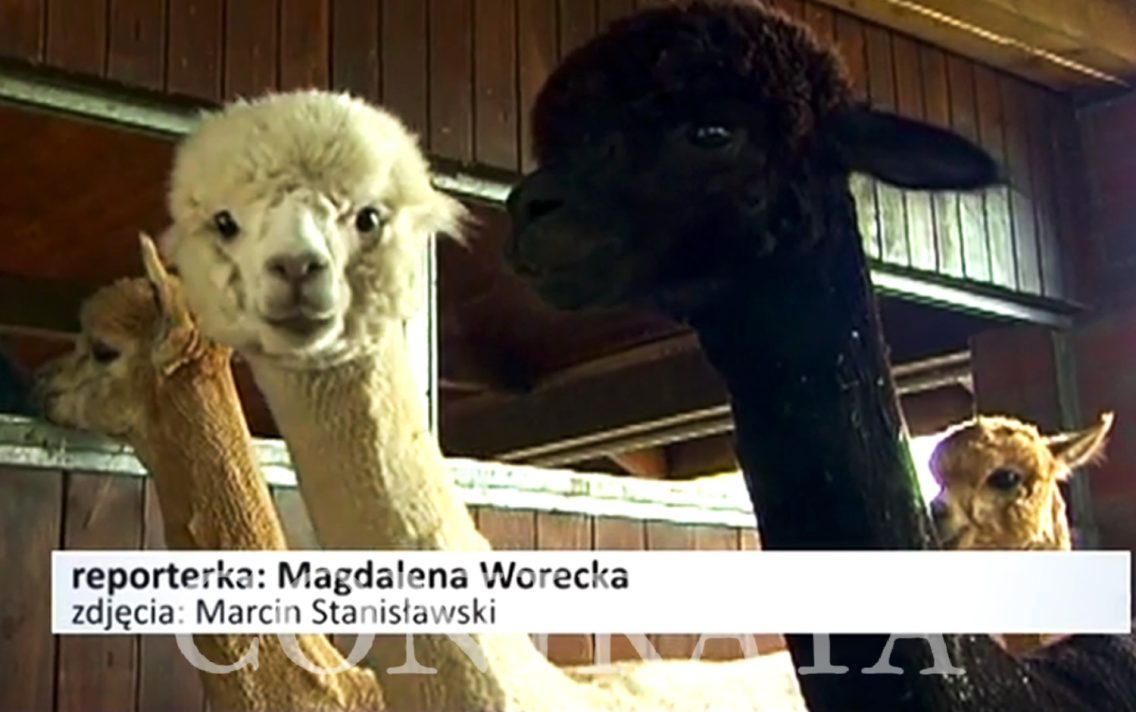 main image: Lamoterapia popularna w Małopolsce