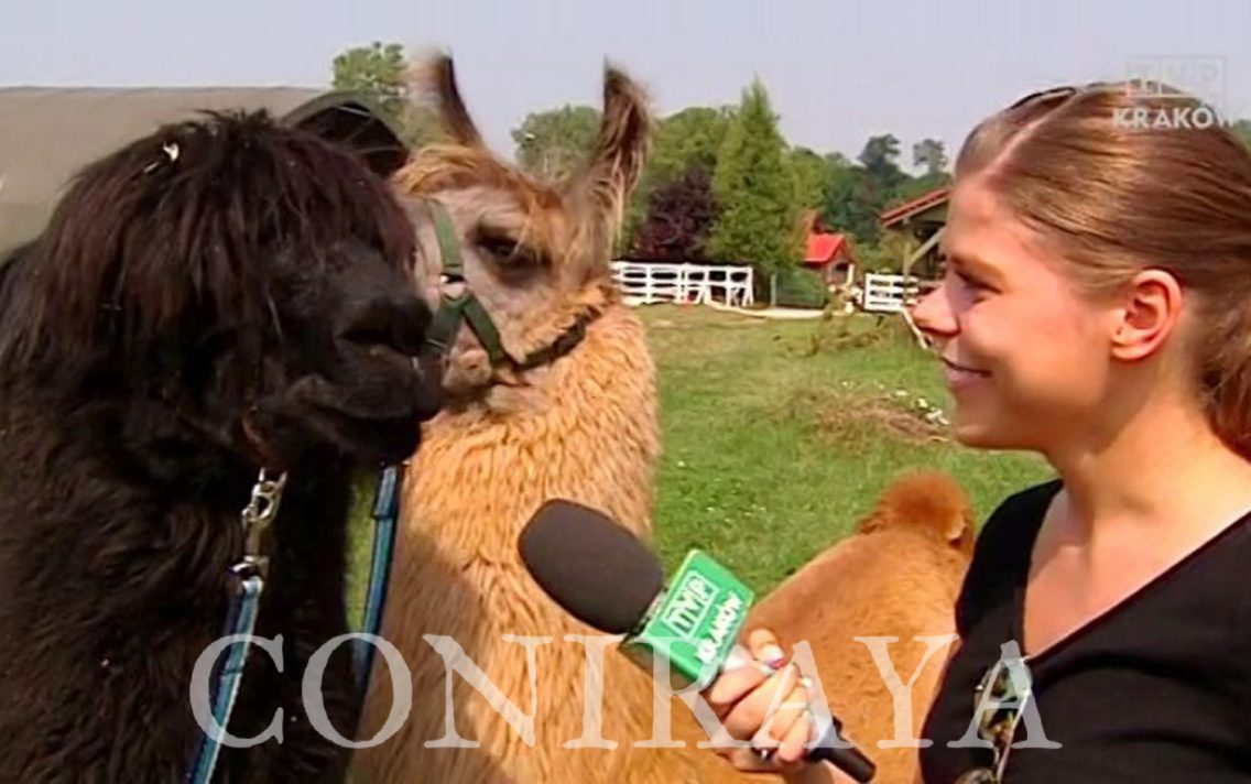 main image: Zwierzęta do towarzystwa. Lamoterapia w Sieborowicach