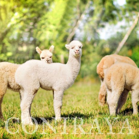 coniraya Maluchy 2015 1