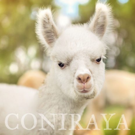 coniraya Maluchy 2015 3