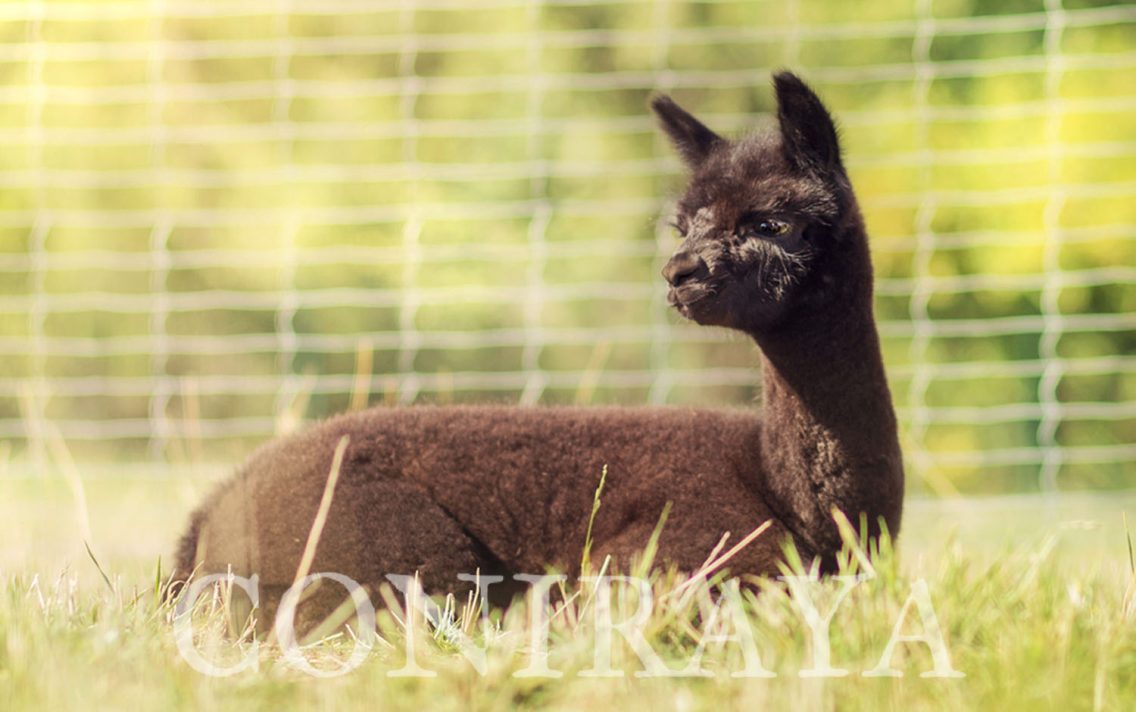 main image: Maluchy 2015