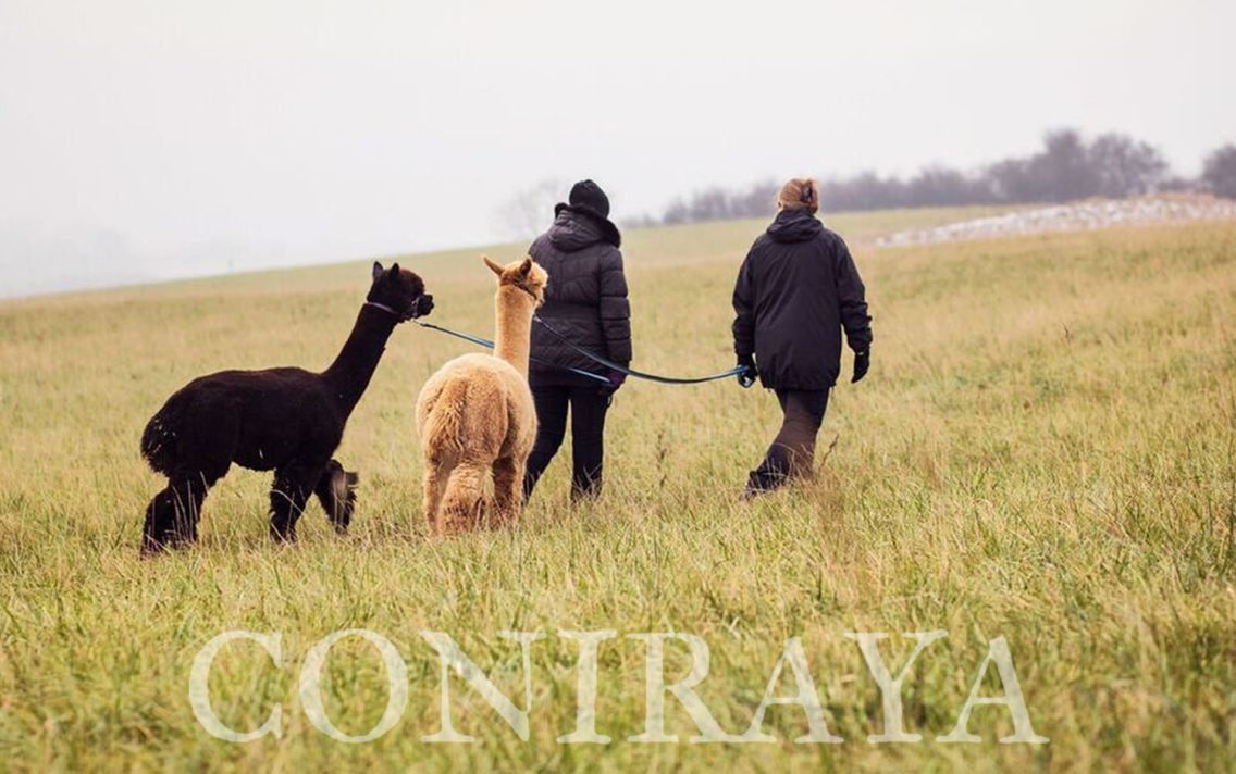 main image: Spacer z alpakami