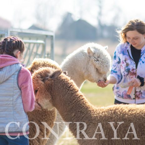 coniraya Spacer z alpakami 3