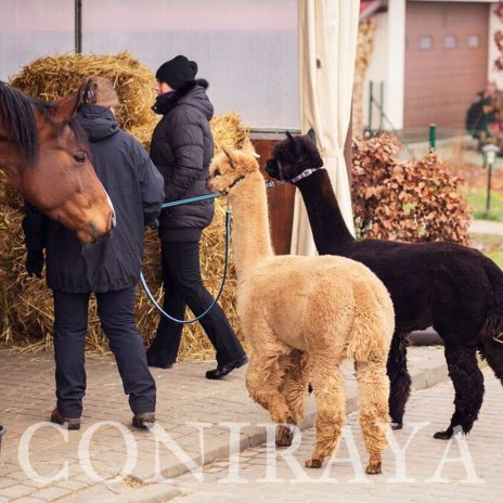 coniraya Duzi i mali 2