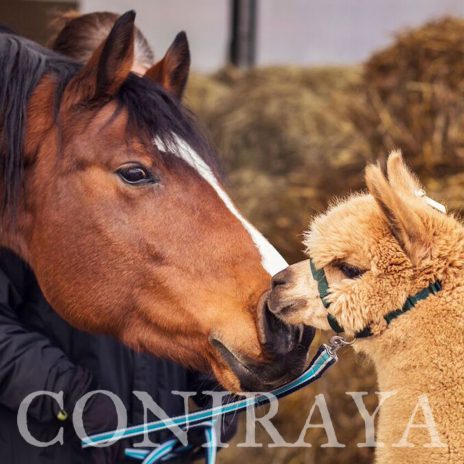 coniraya Duzi i mali 3