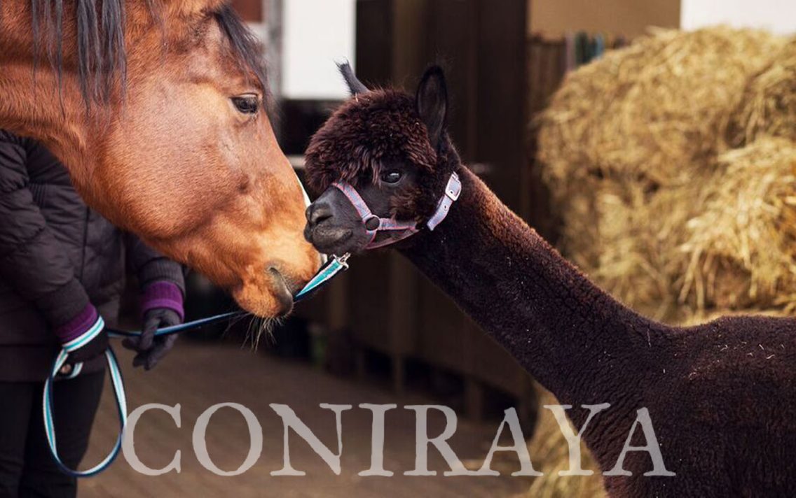 main image: Duzi i mali