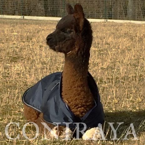 coniraya Maluchy 2016 1