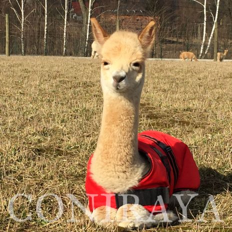 coniraya Maluchy 2016 2