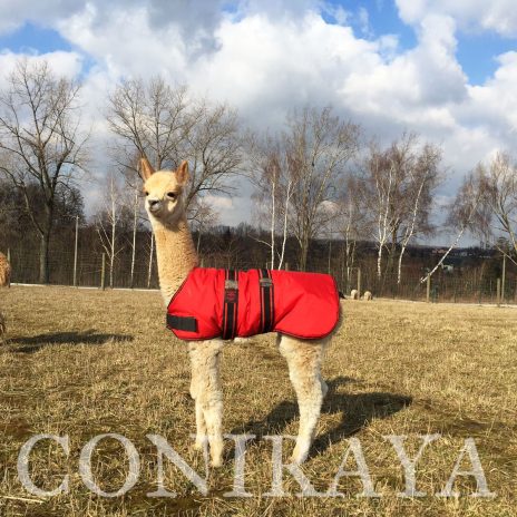 coniraya Maluchy 2016 3