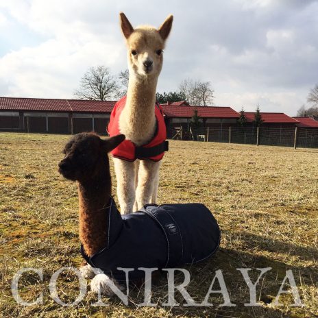 coniraya Maluchy 2016 5
