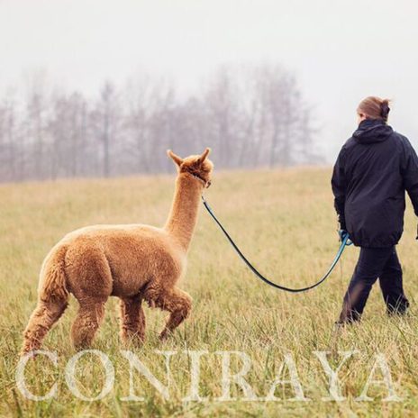 Coniraya Camelidynamics-skuteczny sposób pracy z alpakami 18 04 2016 2