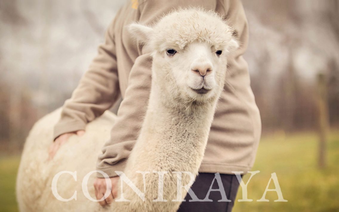 main image: Camelidynamics – skuteczny sposób pracy z alpakami