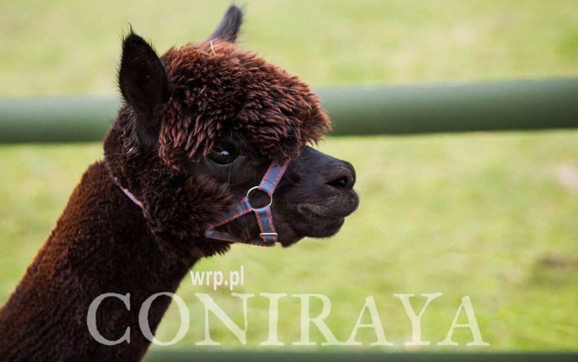 main image: Karmienie alpak