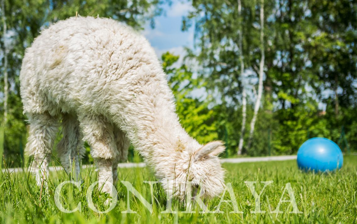 main image: Jak prawidłowo karmić alpaki?