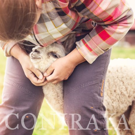 Coniraya Jak prawidłowo karmić alpaki 10 05 2016 2