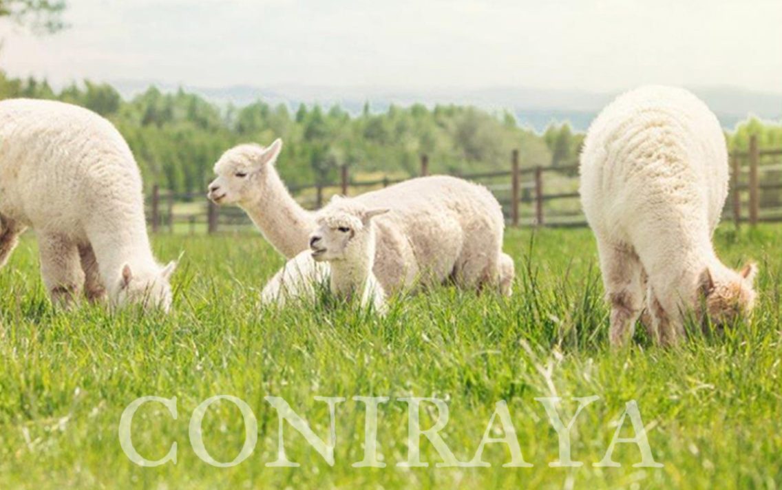 main image: Zanim kupisz alpakę