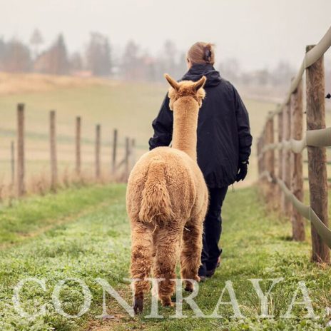 Coniraya Zanim kupisz alpakę 2