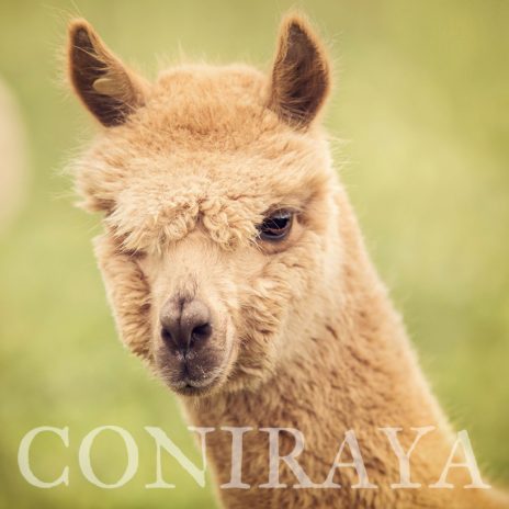 Coniraya Zanim kupisz alpakę 3