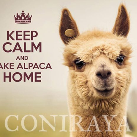 Coniraya Zanim kupisz alpakę 4