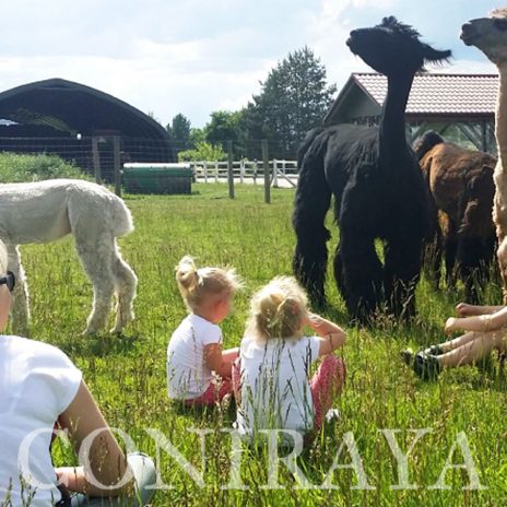 coniraya Zapraszamy na spacery z lamami i alpakami 1