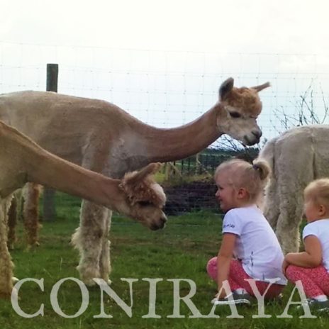 coniraya Zapraszamy na spacery z lamami i alpakami 4