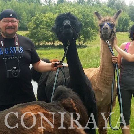 coniraya Zapraszamy na spacery z lamami i alpakami 5