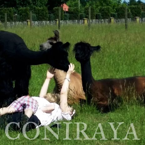 coniraya Zapraszamy na spacery z lamami i alpakami 6