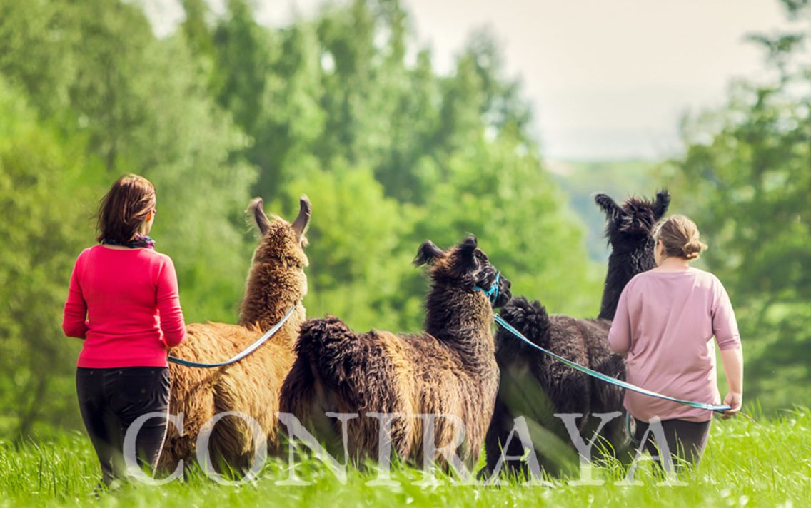 main image: Zapraszamy na spacery z lamami i alpakami