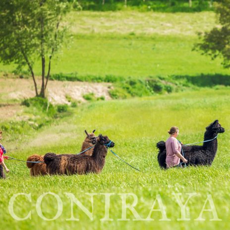 coniraya Zapraszamy na spacery z lamami i alpakami 8