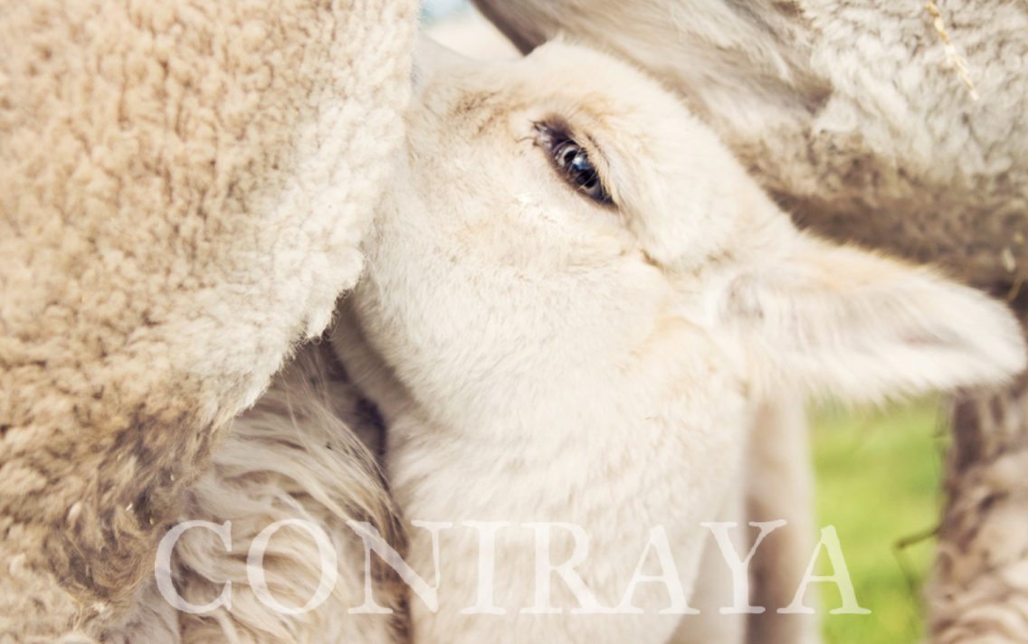 main image: Cria czyli alpaczy noworodek