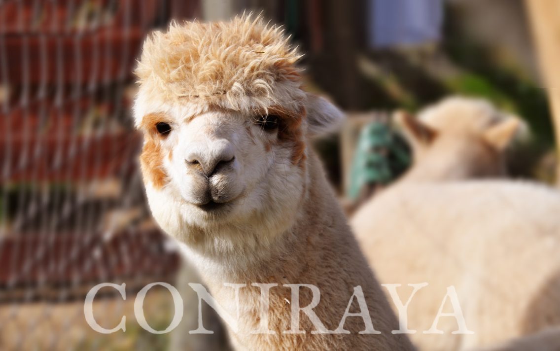 main image: Wszystko o hodowli lam i alpak