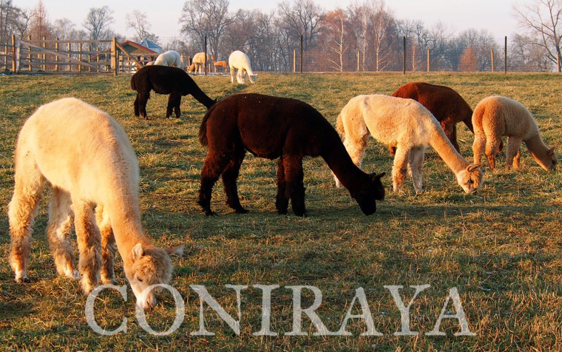 main image: Zima tuż, tuż