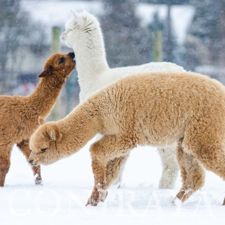 coniraya Alpaki zimową porą 1