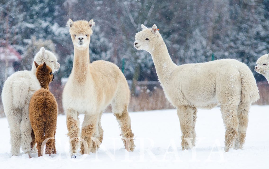 main image: Alpaki zimową porą
