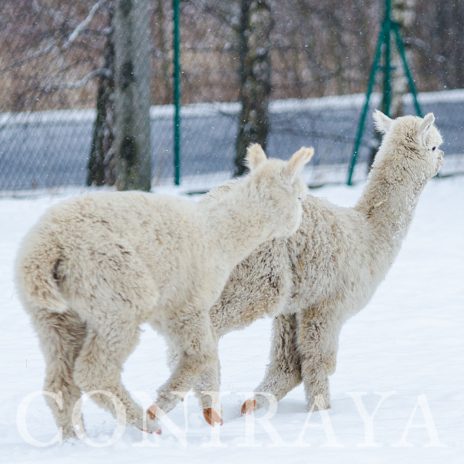 coniraya Alpaki zimową porą 3