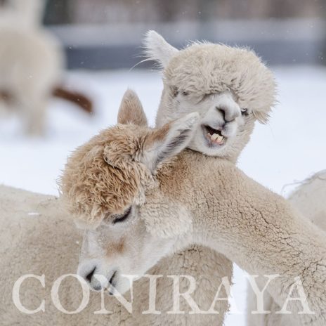coniraya Alpaki zimową porą 4